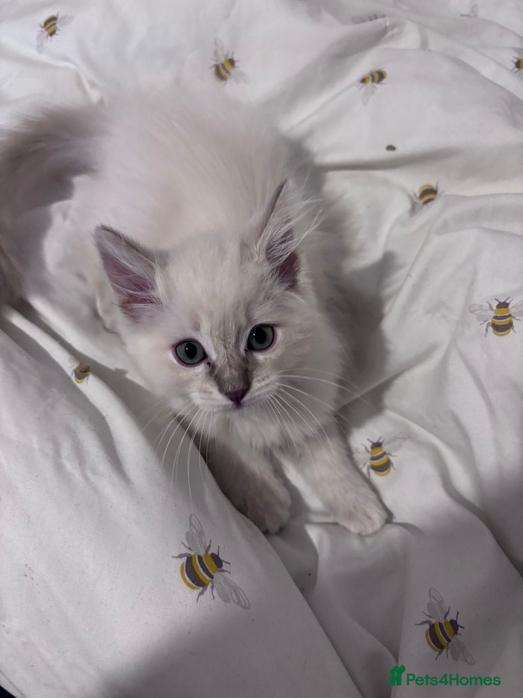 Ragdoll cats for sale:  Last two pure Ragdolls ready now reduced price - Image 14
