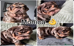English Bulldog dogs for sale: English bulldog puppies - Image 30