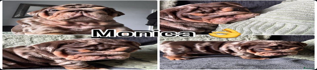 Monica