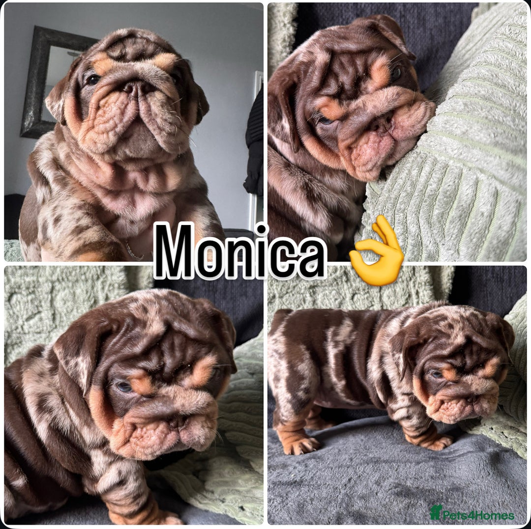 English Bulldog dogs for sale: English bulldog puppies - Image 30