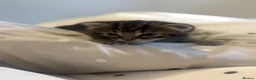 Mixed Breed cats for sale: 3 stunning female tabby kittens available.  - Advert 3