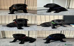 Staffordshire Bull Terrier dogs for sale: Staffy puppies looking for their forever homes - Image 1