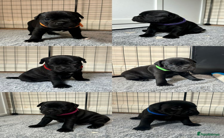 Staffordshire Bull Terrier dogs - Advert 1