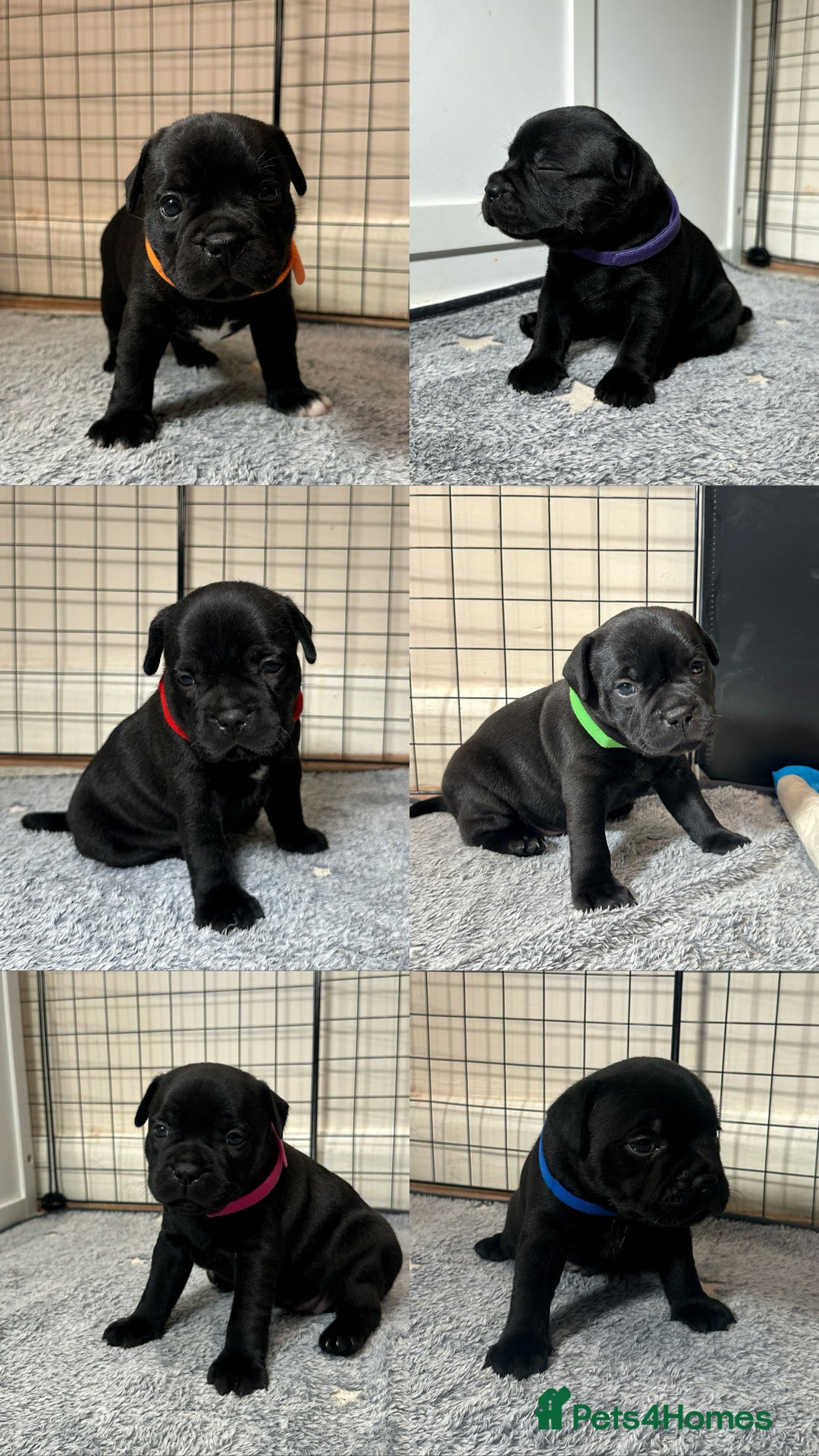 Staffordshire Bull Terrier dogs for sale: Staffy puppies looking for their forever homes - Image 1