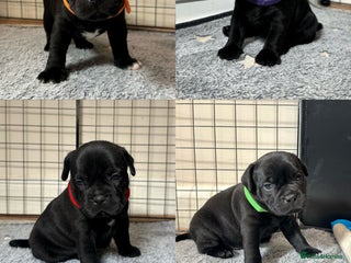 Staffordshire Bull Terrier dogs - Advert 14