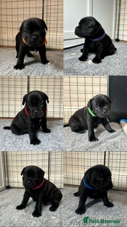Staffordshire Bull Terrier dogs - Advert 3