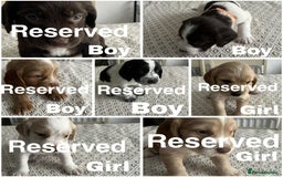 Cocker Spaniel dogs for sale: Working cocker spaniel puppies  - Image 1