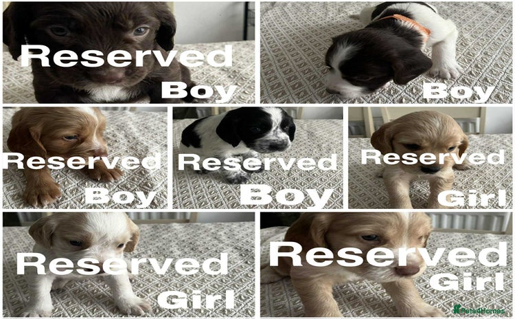 Cocker Spaniel dogs - Advert 1