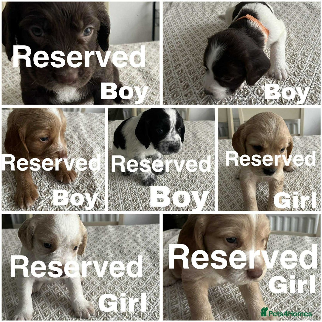 Cocker Spaniel dogs for sale: Working cocker spaniel puppies  - Image 1