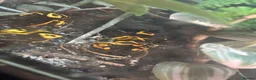 Frog reptiles for sale: Dendronates leucomelas - Advert 7