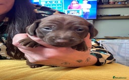 Miniature Dachshund dogs for sale: Beautiful miniature dachshunds for sale  - Image 7