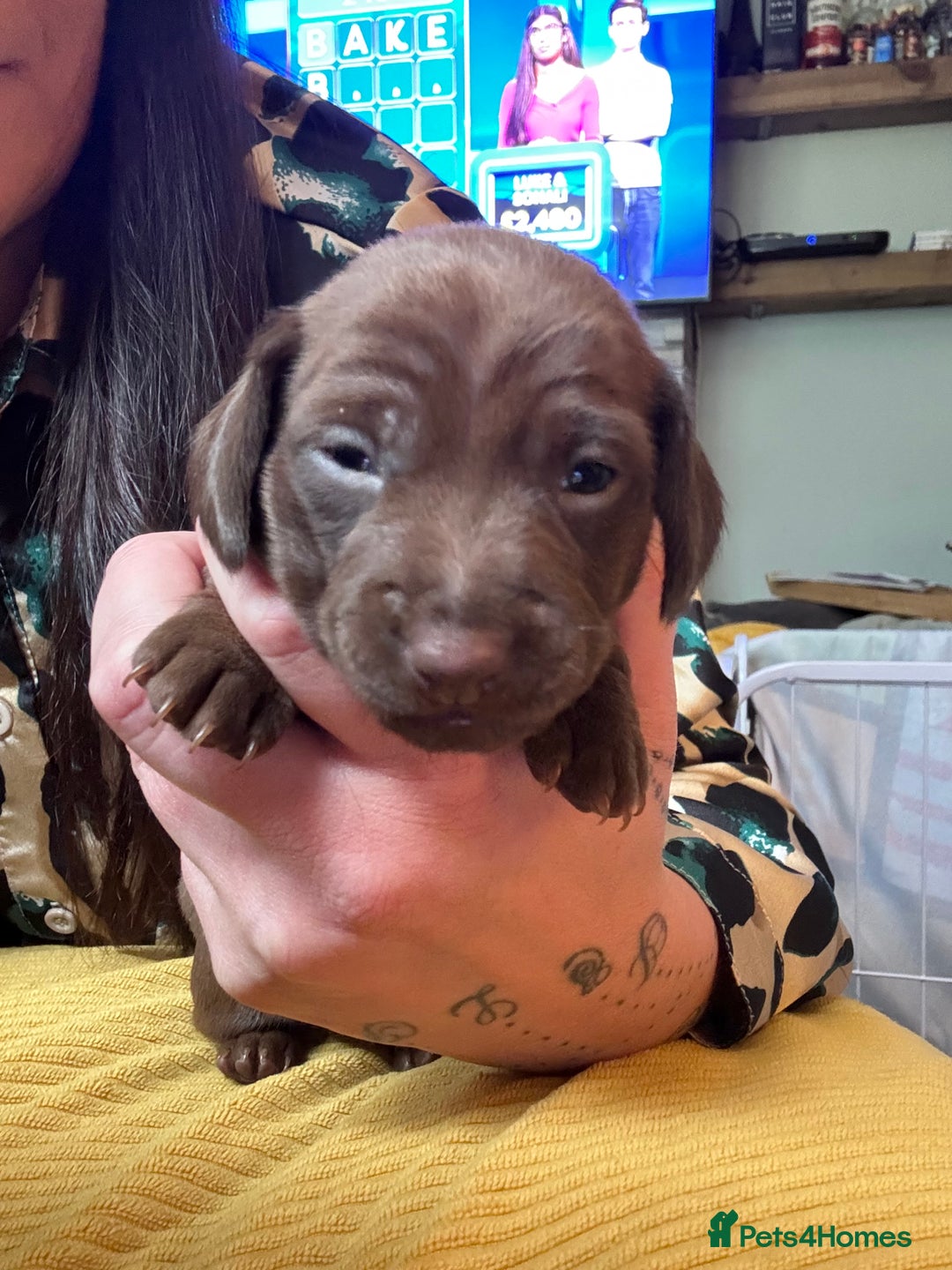 Miniature Dachshund dogs for sale: Beautiful miniature dachshunds for sale  - Image 7