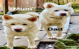 Japanese Akita Inu dogs for sale: Beautiful Japanese Akita Inu Puppies 2boys/2girls - Image 6