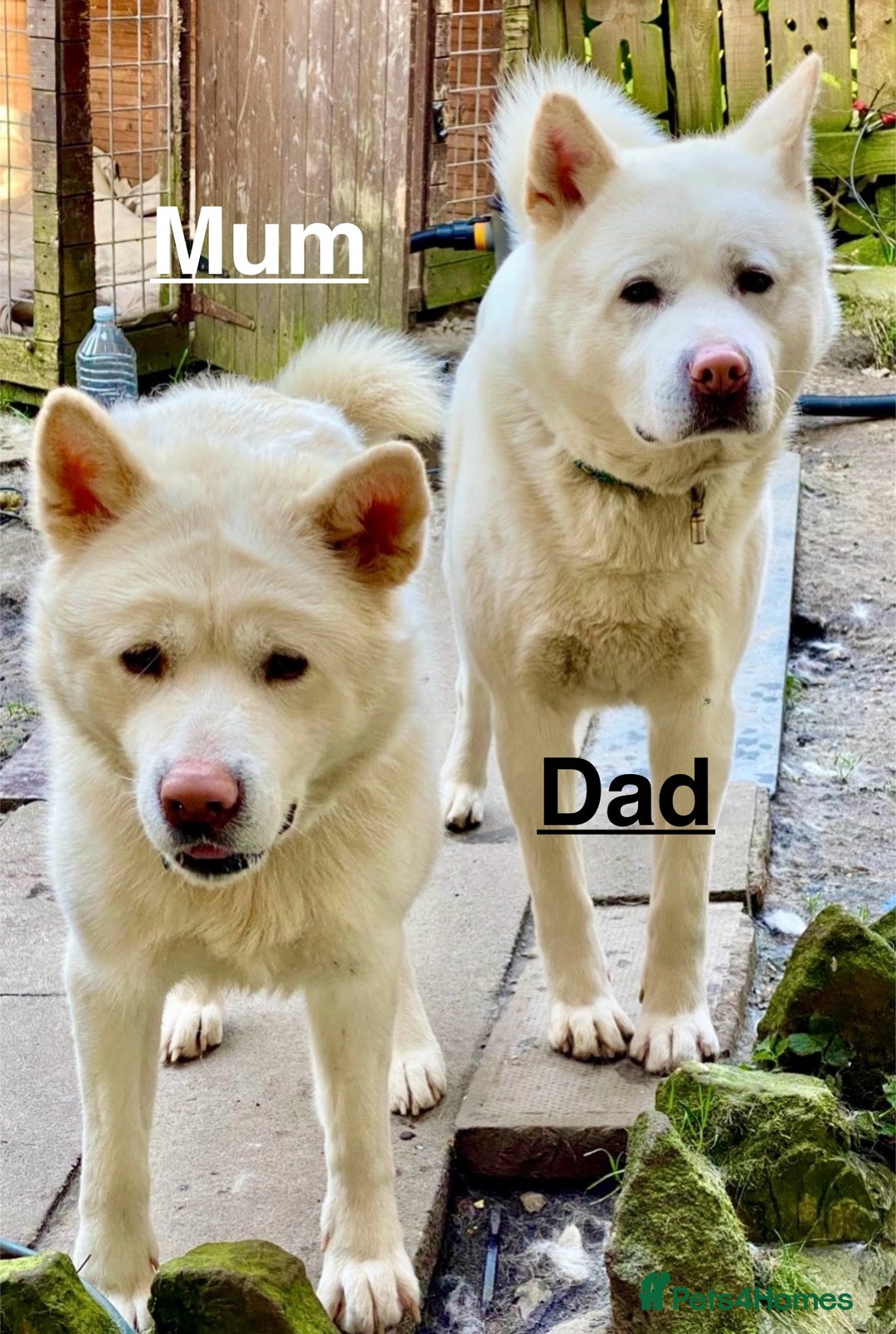 Japanese Akita Inu dogs for sale: Beautiful Japanese Akita Inu Puppies 2boys/2girls - Image 6