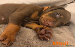 Dobermann dogs for sale: Doberman puppies  - Image 11