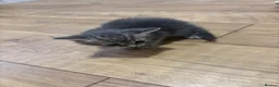 British Shorthair cats for sale: 4 adorable kittens  - Advert 6