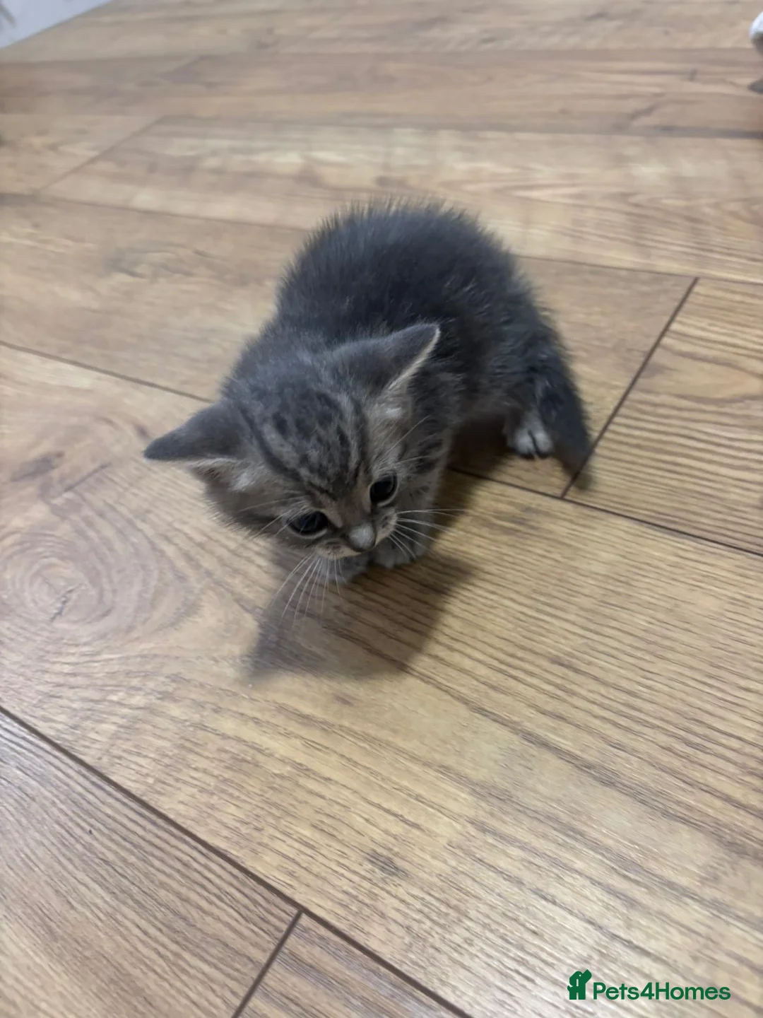British Shorthair cats for sale: 4 adorable kittens  - Advert 6
