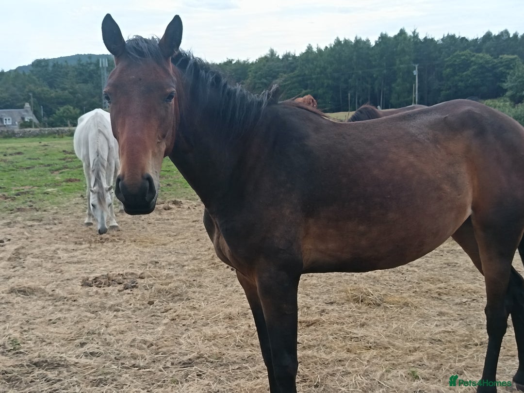 Irish Sports horses for sale: 2 x Mares - Image 6