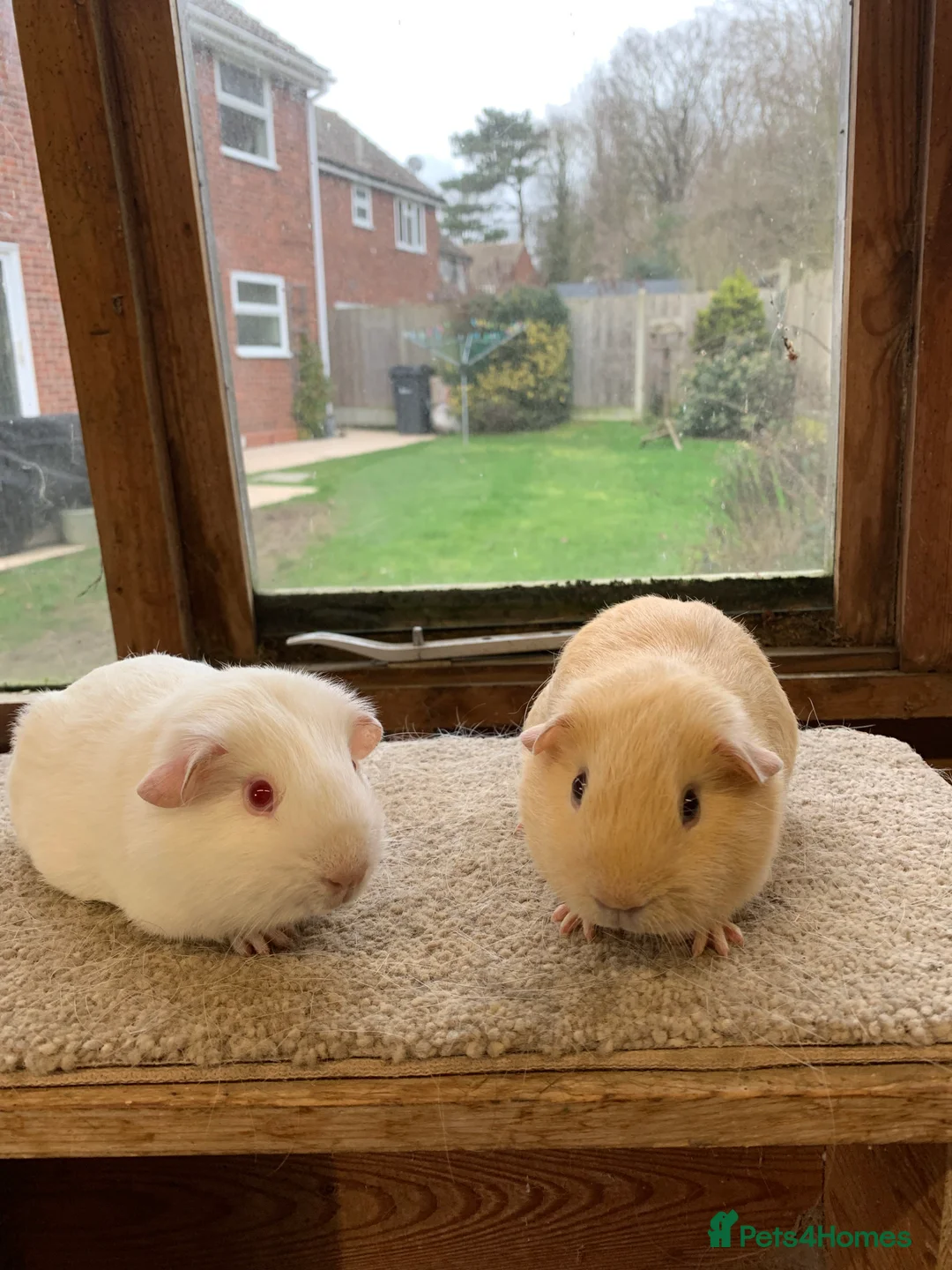 Guinea Pig rodents for sale: Sweet Baby Self Guinea Pig Boars - Advert 2