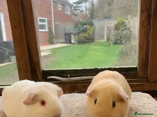Guinea Pig rodents Sweet Baby Self Guinea Pig Boars - Advert 7