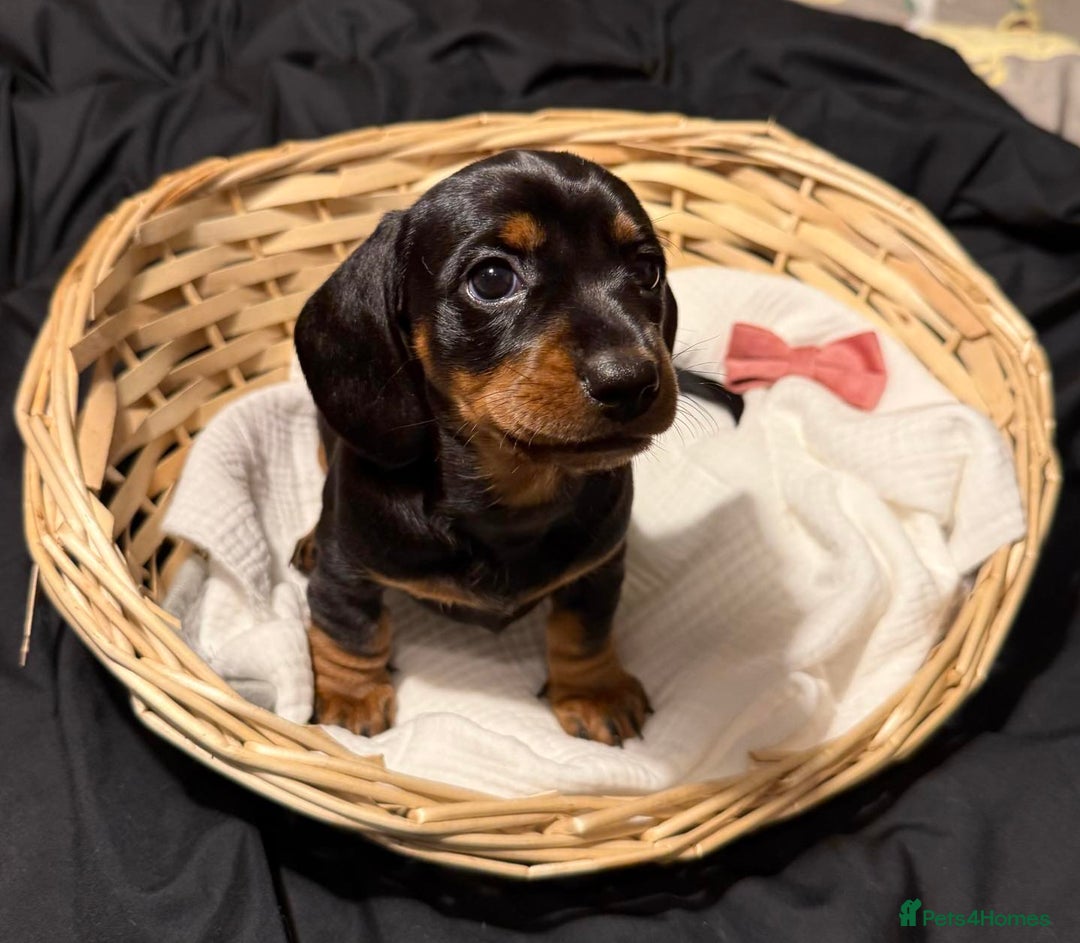 Miniature Dachshund dogs for sale: Miniature short haired daschunds  - Image 5