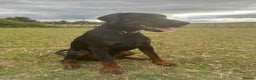 Dobermann dogs for stud: FCI Registered European male for stud - Advert 1
