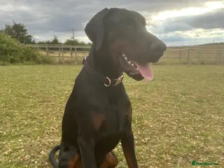 Dobermann dogs FCI Registered European male for stud - Advert 1