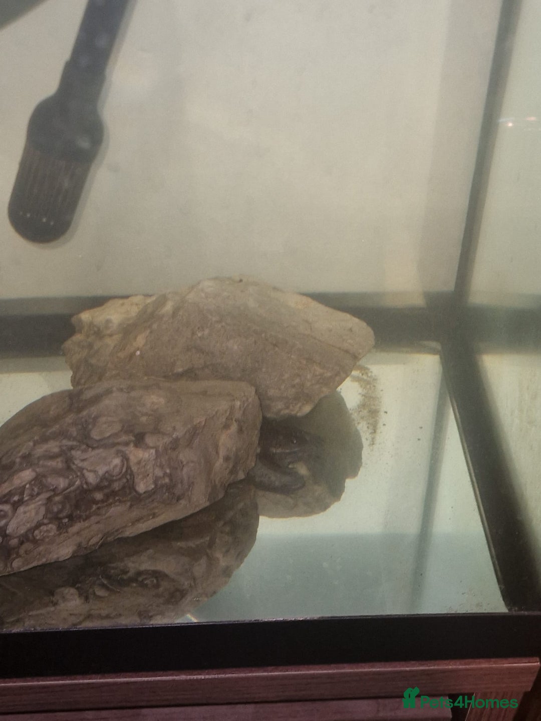 Frog reptiles for sale: African claw frogs - Image 4
