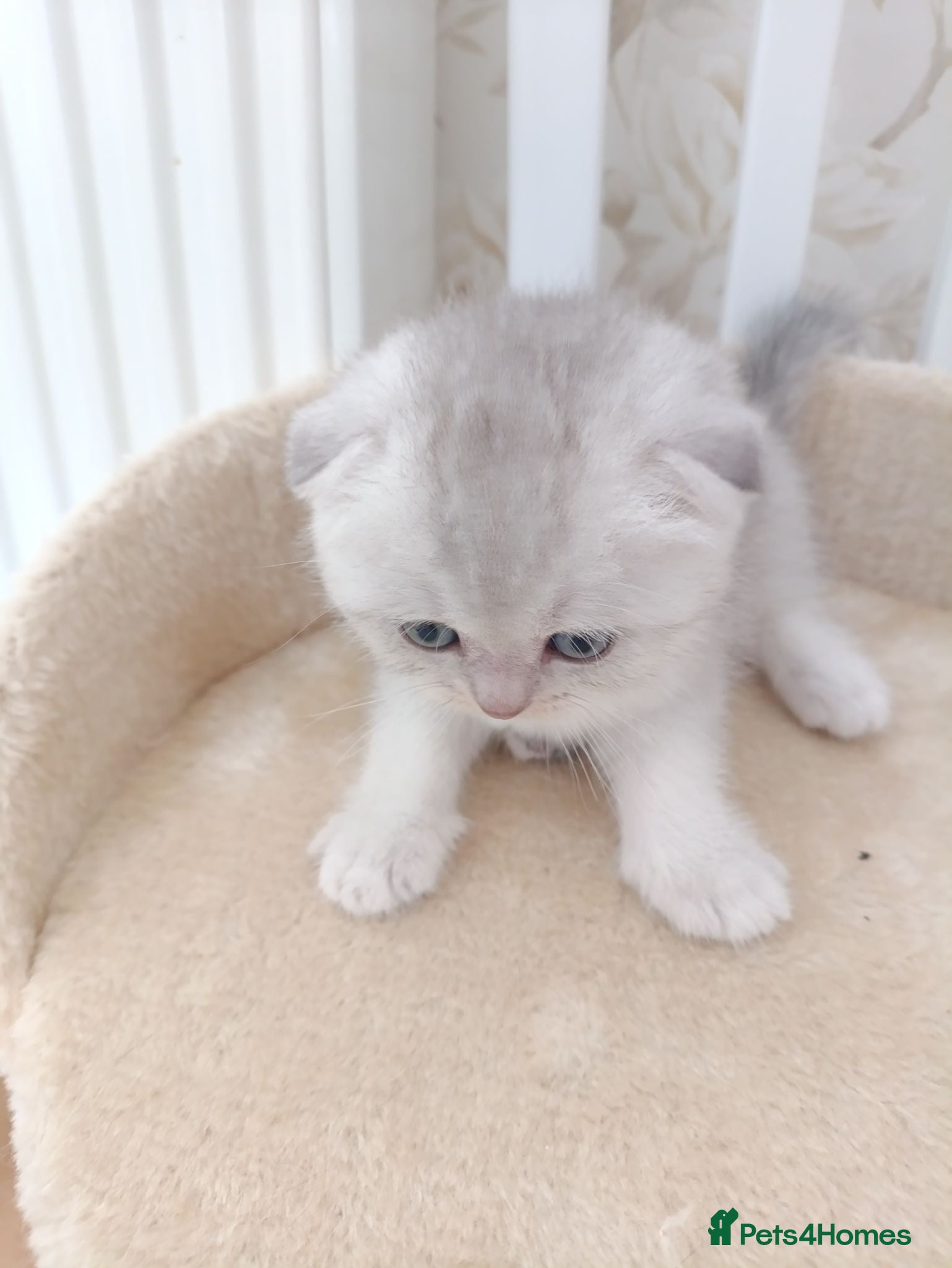 Scottish Fold cats Scottish fold girl  - Advert 14