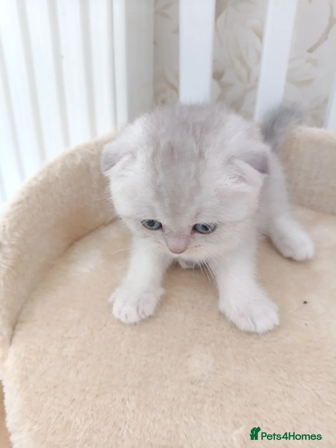 Scottish Fold cats for sale: Scottish fold girl  - Advert 1