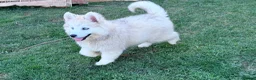 Mixed Breed dogs for sale: Pomsky puppies - Advert 18