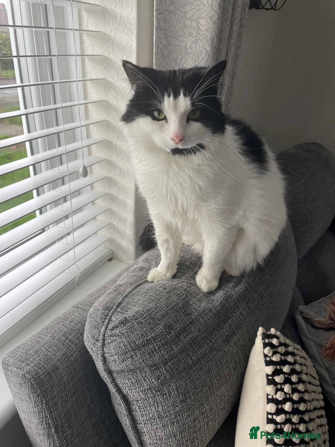 British Shorthair cats for sale: Fluffy in Walsall - Advert 5