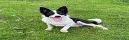 Border Collie dogs for sale: Killiebrae Sandie  in Carlisle - Advert 3