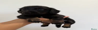 Miniature Dachshund 3
