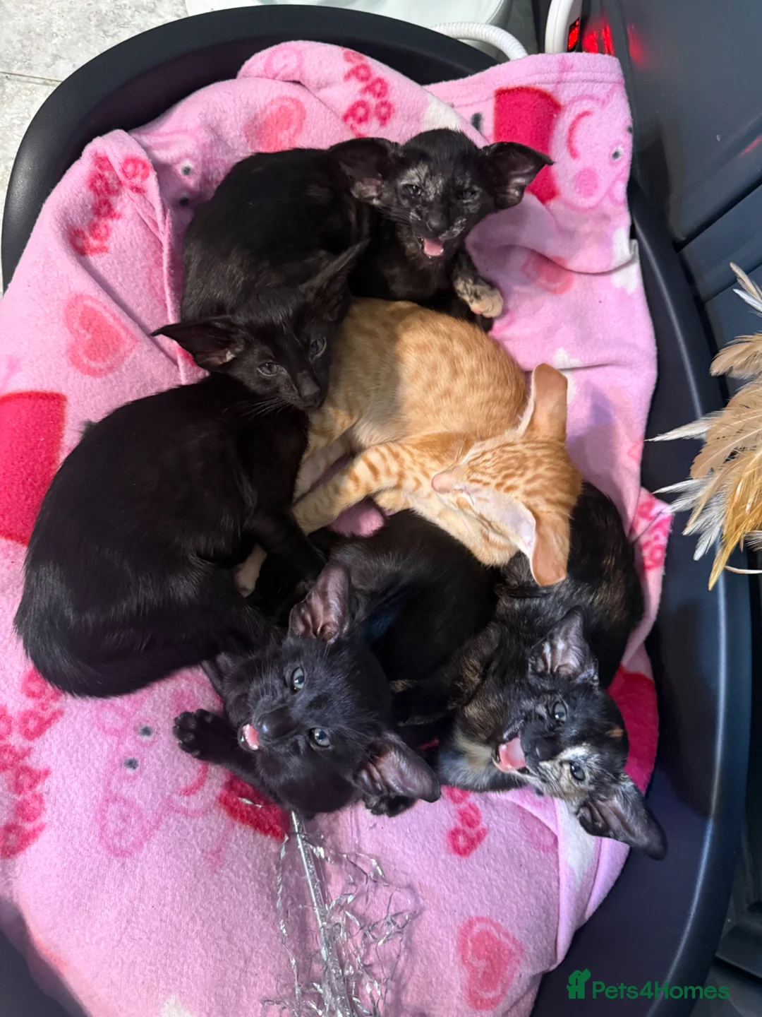 Oriental cats for sale: Little kittens looking for home, GCCF registered  in Northampton - Advert 2