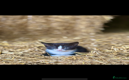 Mixed Breed cats for sale: Black, black/white kittens from 8 weeks & upwards - Image 9