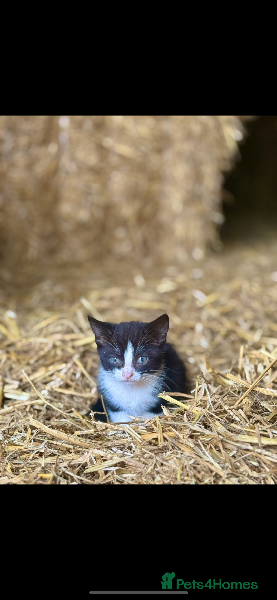 Mixed Breed cats for sale: Black, black/white kittens from 8 weeks & upwards - Image 9