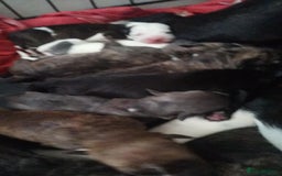 Mixed Breed dogs for sale:  dad pocket bull staffy cross  mom staffy collie - Image 3