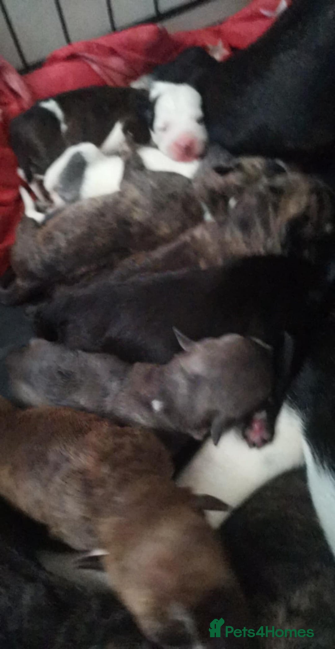Mixed Breed dogs for sale:  dad pocket bull staffy cross  mom staffy collie - Image 3