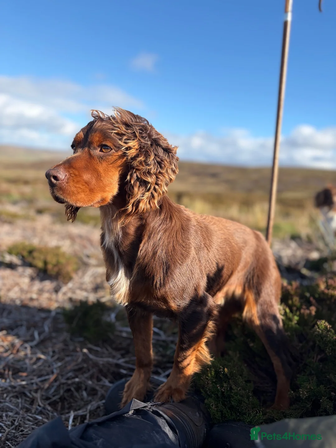 Cocker Spaniel dogs for stud: Working tri coloured cocker spaniel.  - Advert 1