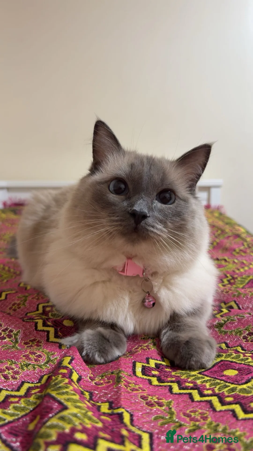 Ragdoll cats for sale: RAGDOLL CAT FOR SALE - URGENT  - Advert 1