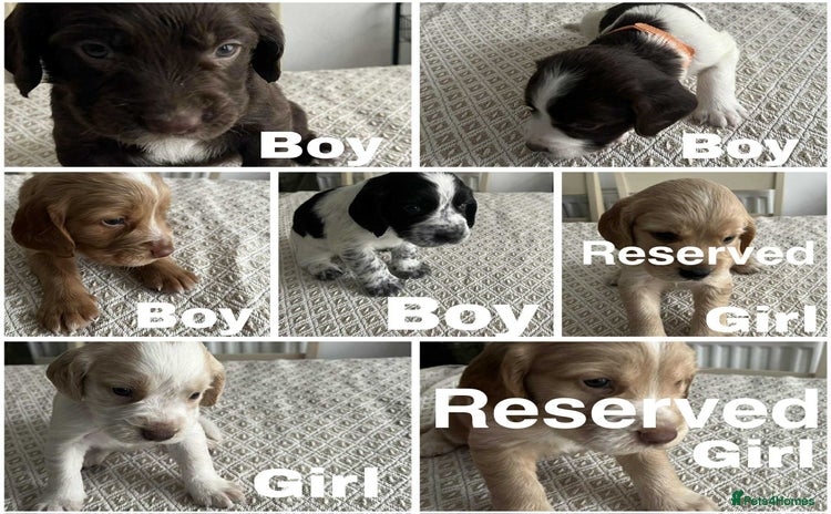 Cocker Spaniel dogs - Advert 3