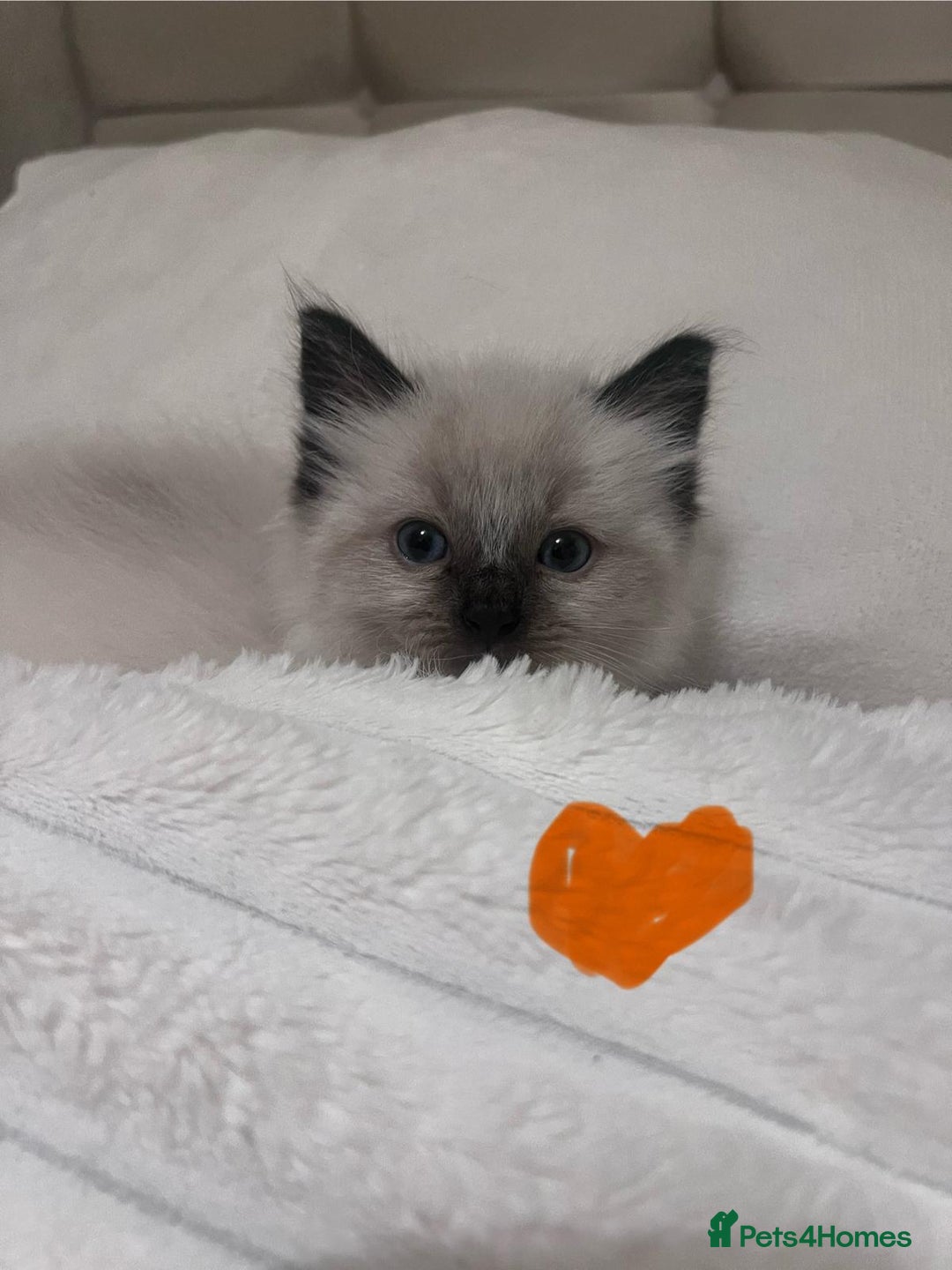 Ragdoll cats for sale: 4 gorgeous Ragdoll kittens for sale - Advert 16