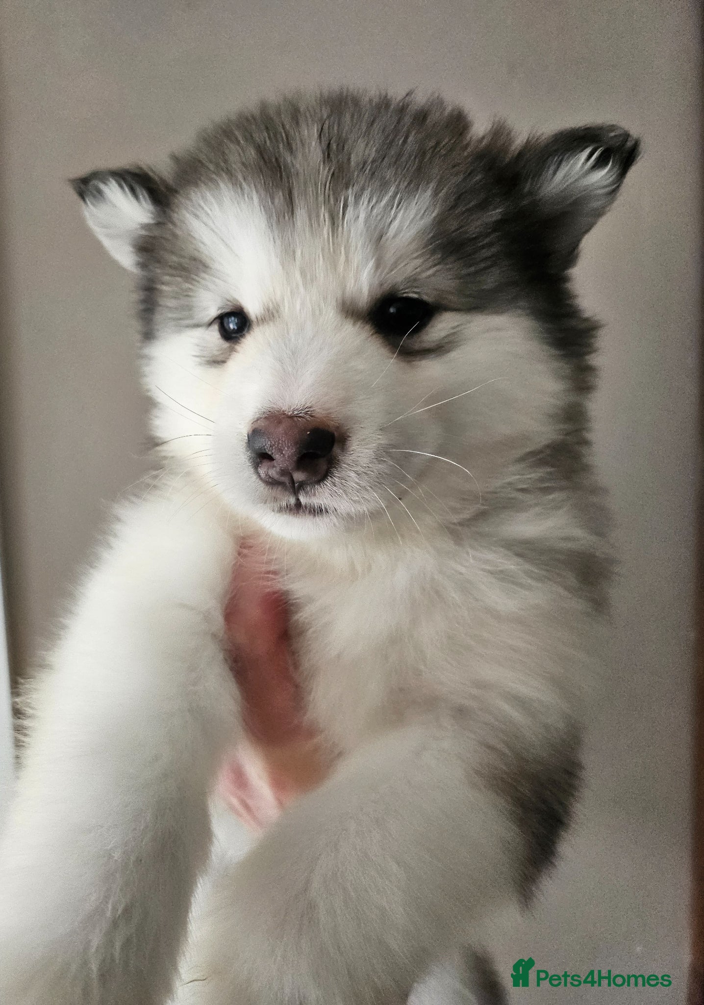 Alaskan Malamute dogs Full Alaskan Malamute puppies  - Advert 7