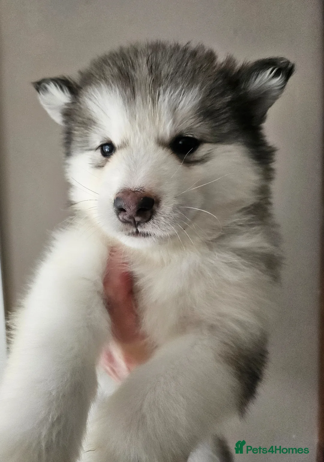 Alaskan Malamute dogs for sale: Full Alaskan Malamute puppies  - Advert 1