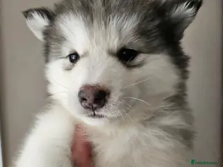 Alaskan Malamute dogs Full Alaskan Malamute puppies - Advert 7