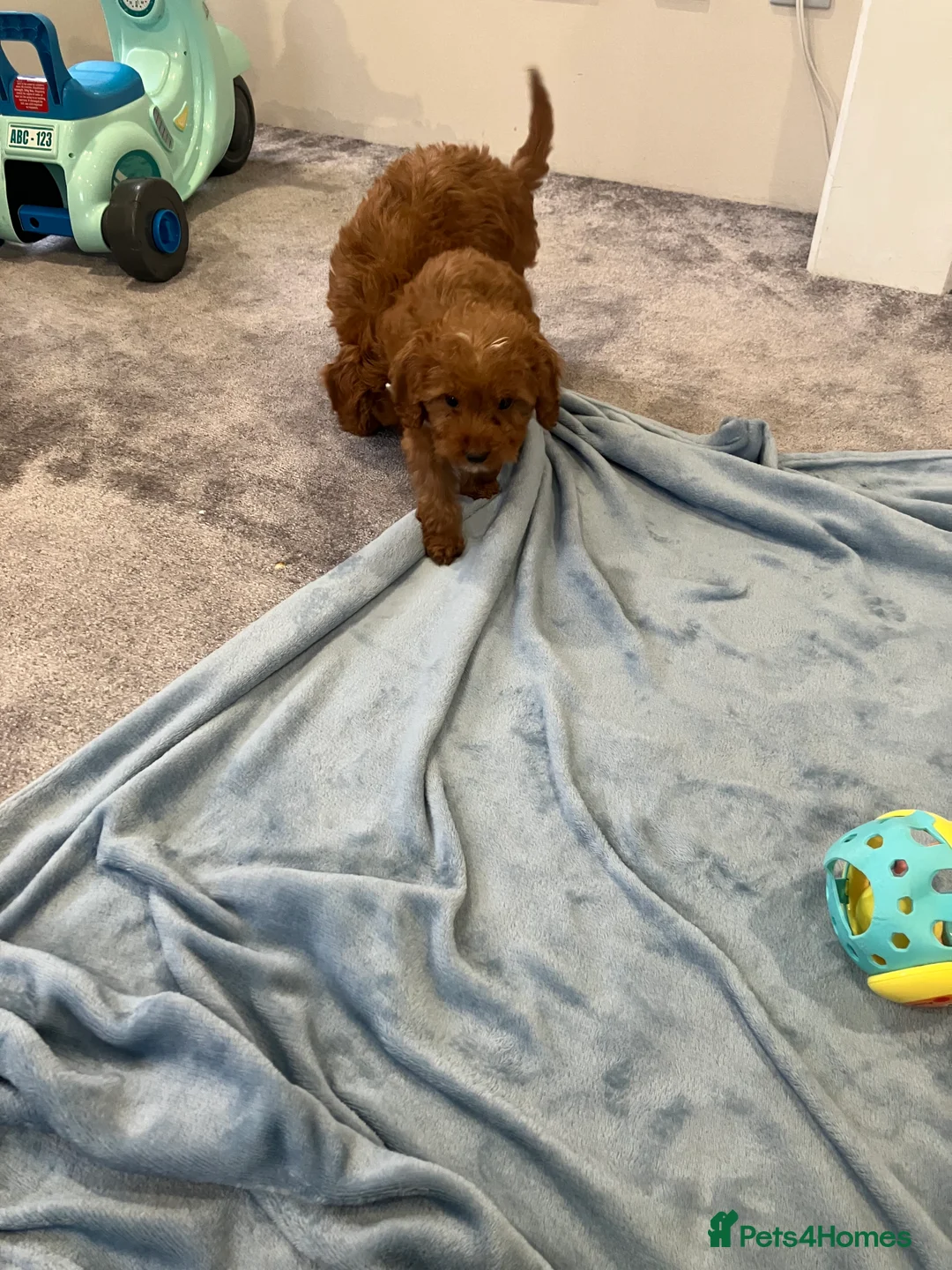 Cockapoo dogs for sale: Our darling cockapoos 🥰 - Advert 4