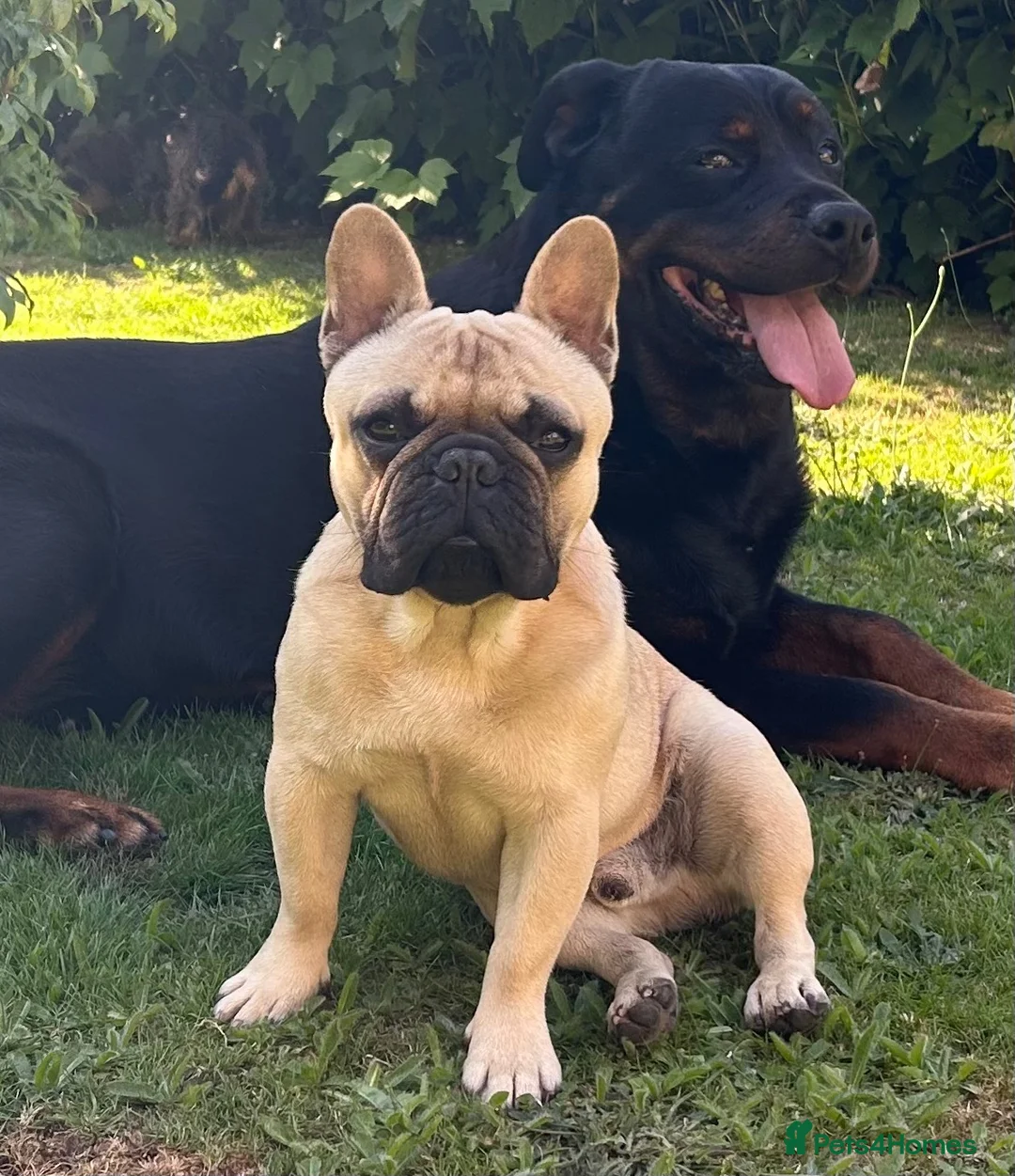French Bulldog dogs for stud: French bulldog  in Neath - Advert 1