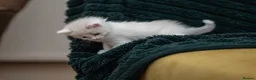 Ragdoll cats for sale: Beautiful Ragdoll Kittens Looking for Loving Home - Advert 7
