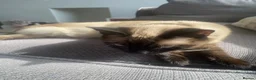 Tonkinese cats for sale: Beautiful Tonkinese boy kitten  in Southend-on-Sea - Advert 4